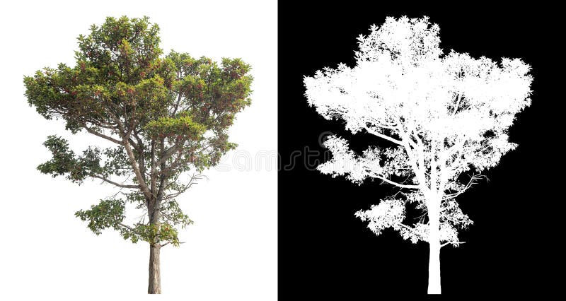 Single tree isolated on white background with clipping path and alpha channel. stock photography