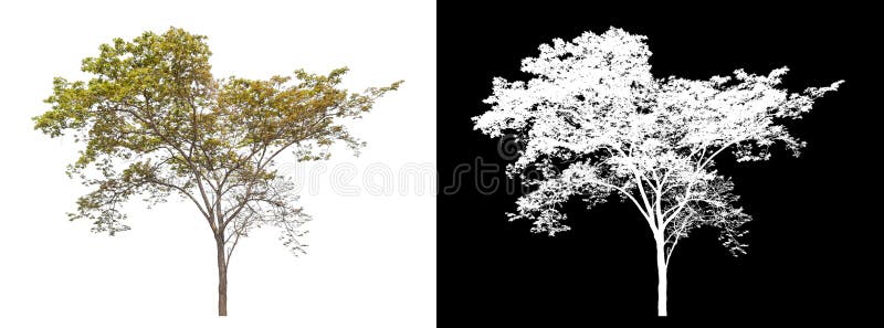 Single tree isolated on white background with clipping path and alpha channel. royalty free stock photos