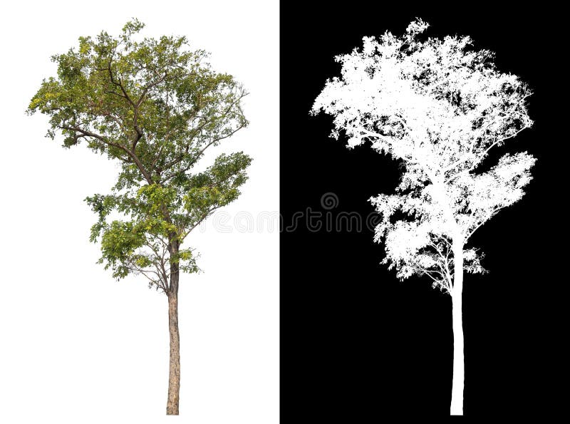 Single tree isolated on white background with clipping path and alpha channel. stock photos