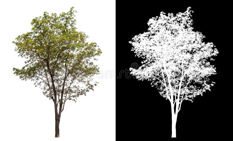 Single tree isolated on white background with clipping path and alpha channel. stock images