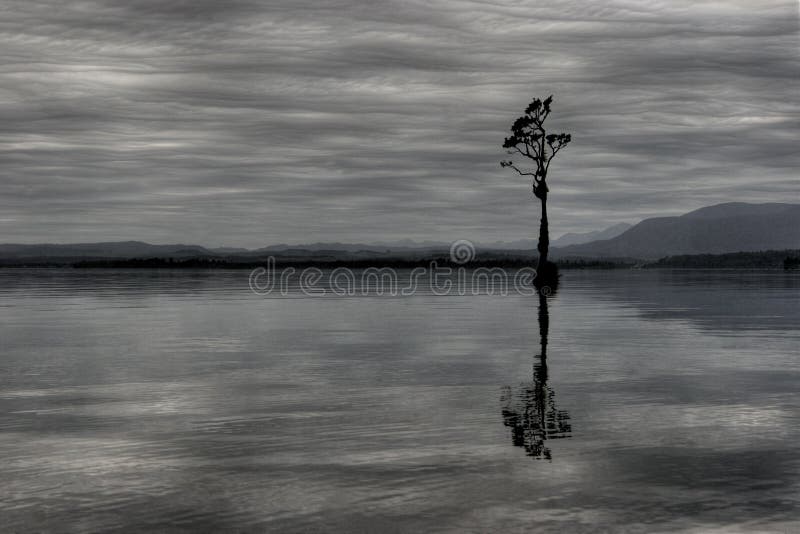 Single tree in Lake Brunner New Zealand