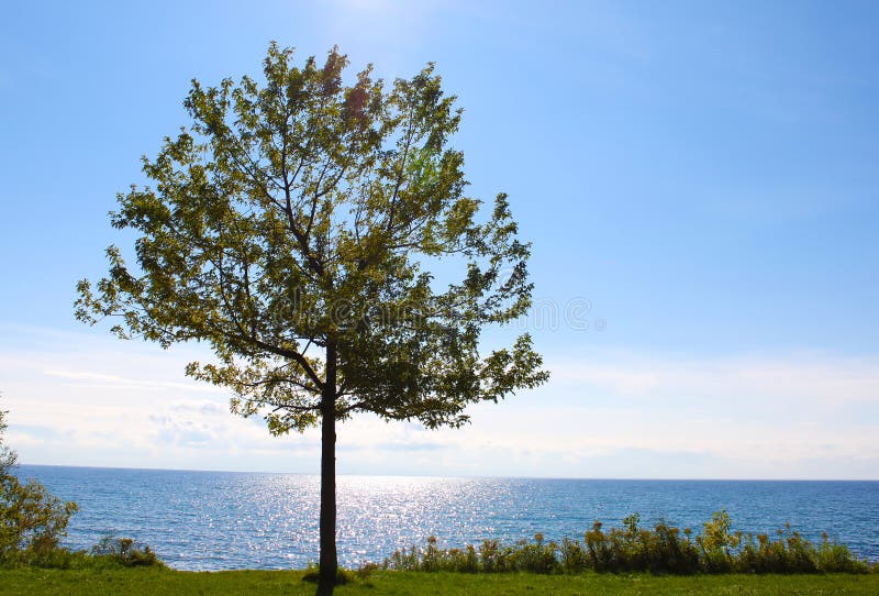 Single tree by Lake Ontario