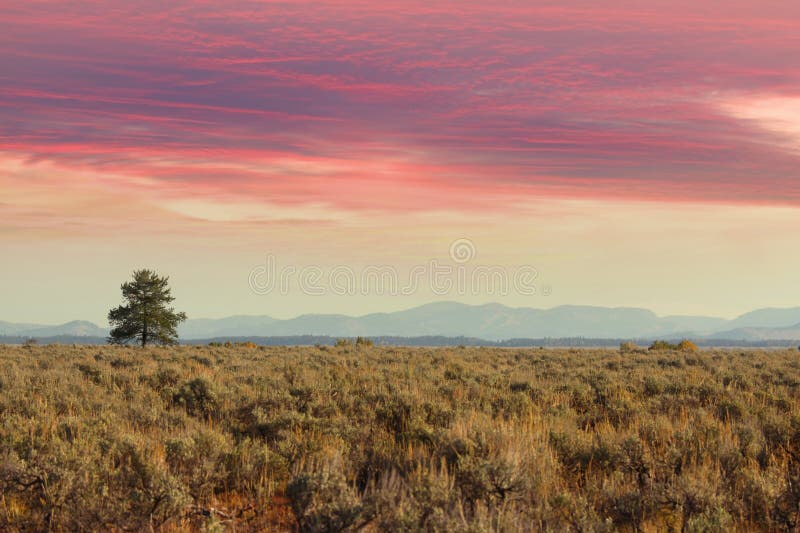 Single tree in the Prairies