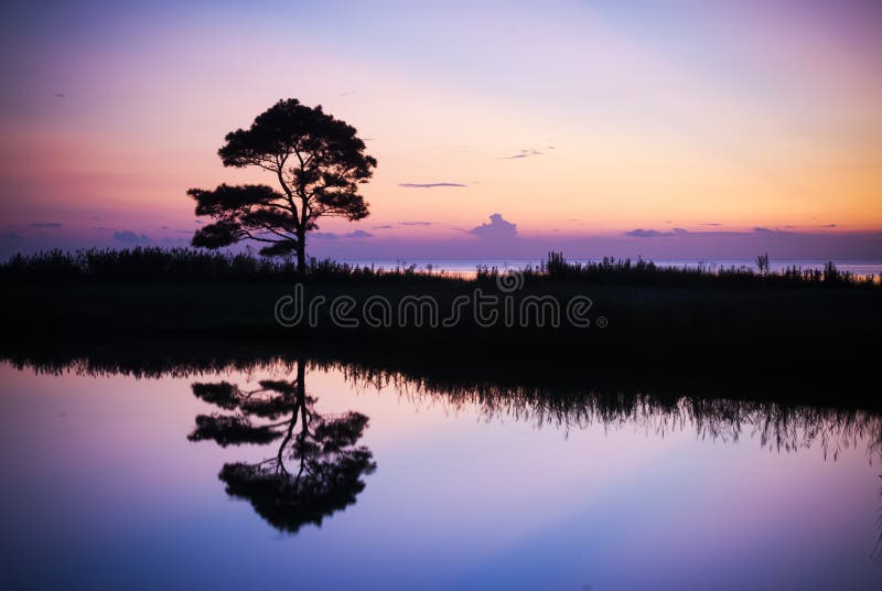 Single tree reflection