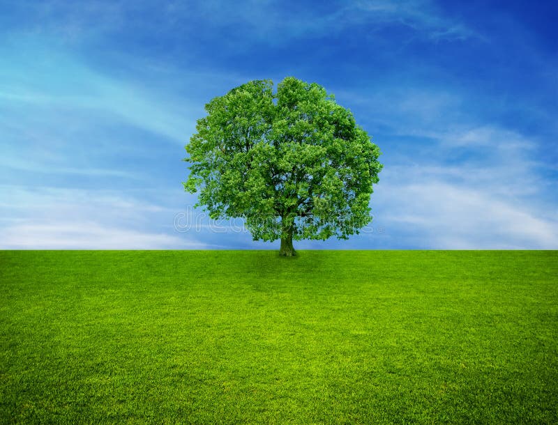 Single Tree and The Sky