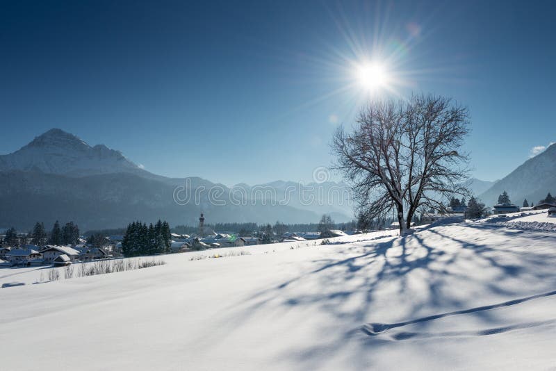 Single tree in snow landscape