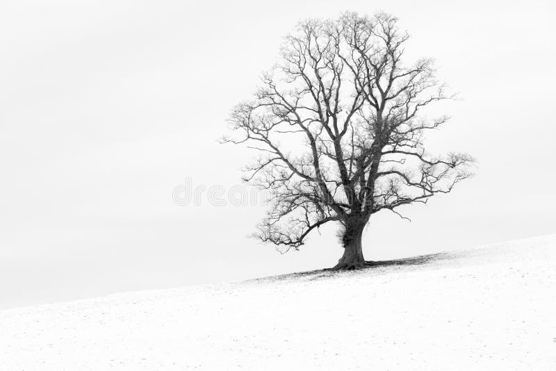 Single tree in a snow-white English landscape