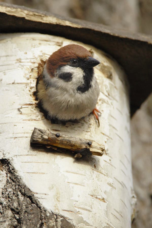 Single Tree Sparrow bird on a tree nesting box during a spring nesting period