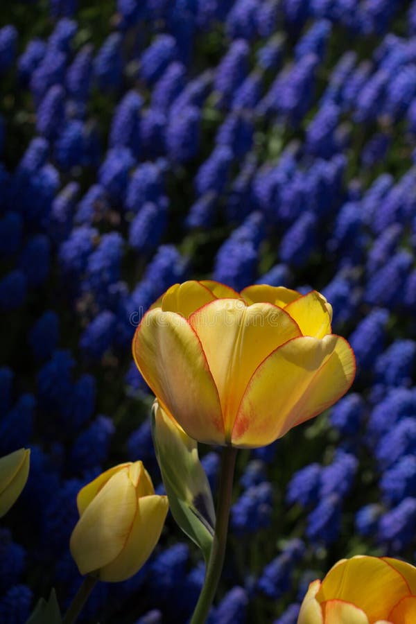 Single Tulip Flower in Spring Season Stock Photo Image of color