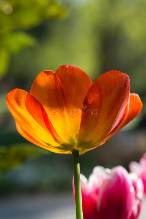 Single Tulip Flower in Spring Season Stock Image Image of blossom