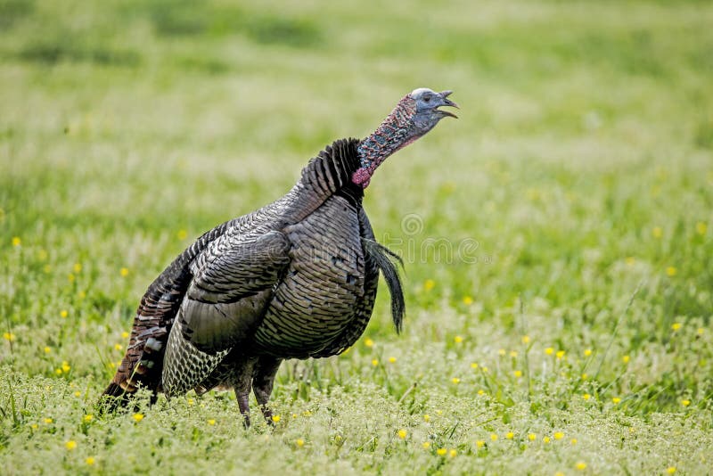 In a field of wildflowers, a male turkey throws back his head and gobbles.
