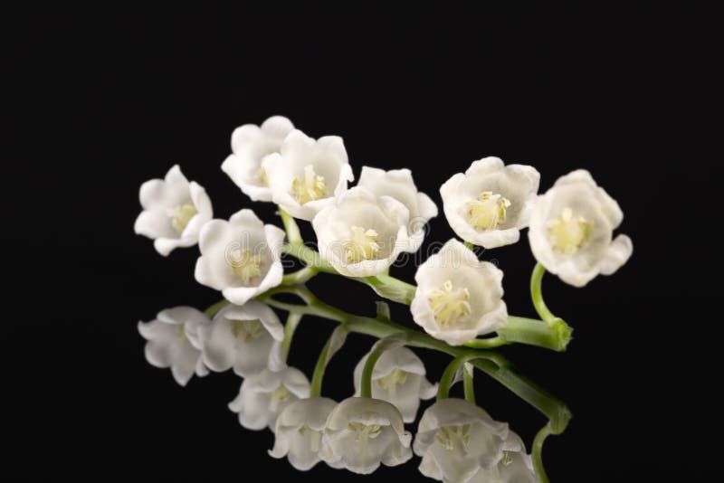 Single twig of spring flowers of Lily of the valley isolated on black background stock photo Single twig of spring flowers of Lily of the valley isolated on black background stock photo