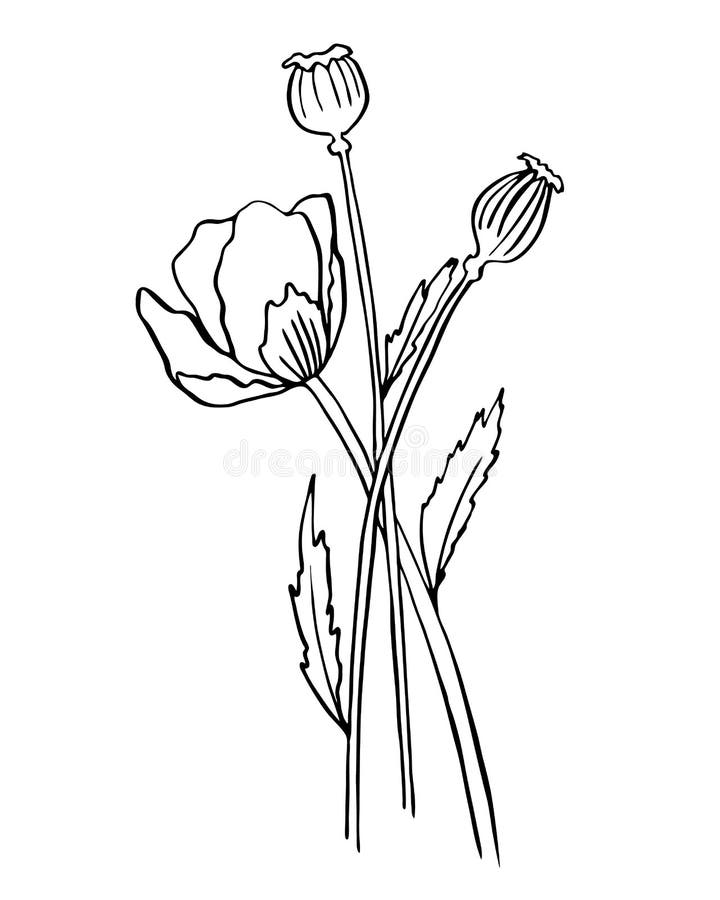 Single Vector Illustration of a Poppy Flower. Line Art, Doodle Stock ...