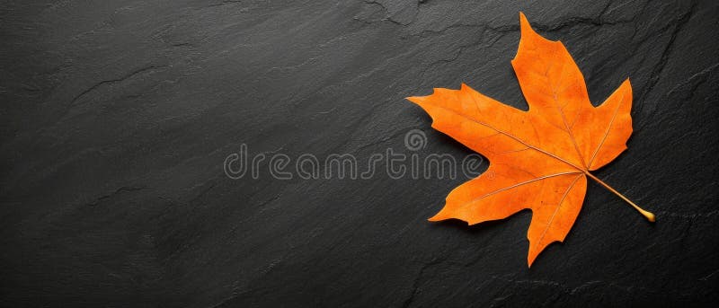 A single, vibrant orange maple leaf rests on a dark gray, textured surface. stock photography