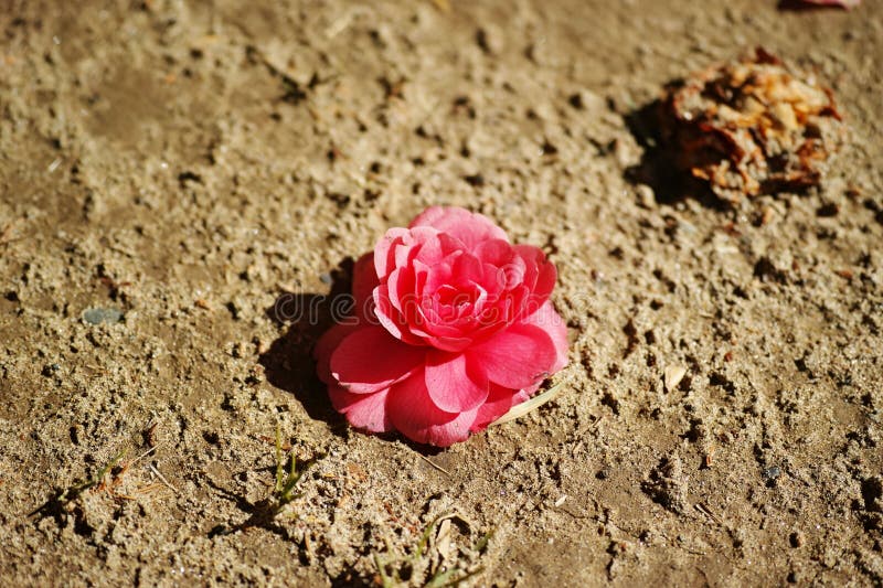 Single Vibrant Pink Rose on a Desert Ground Stock Image Image of