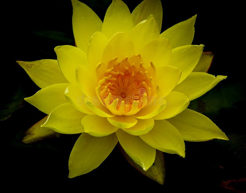 Single vivid yellow lotus flower in full bloom against dark background