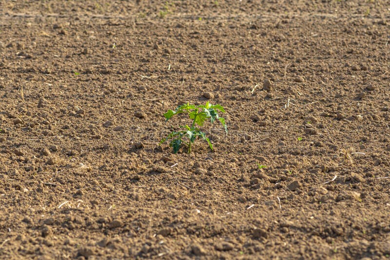 Stubborn Grass Weed On Field Stock Photo 2272647941