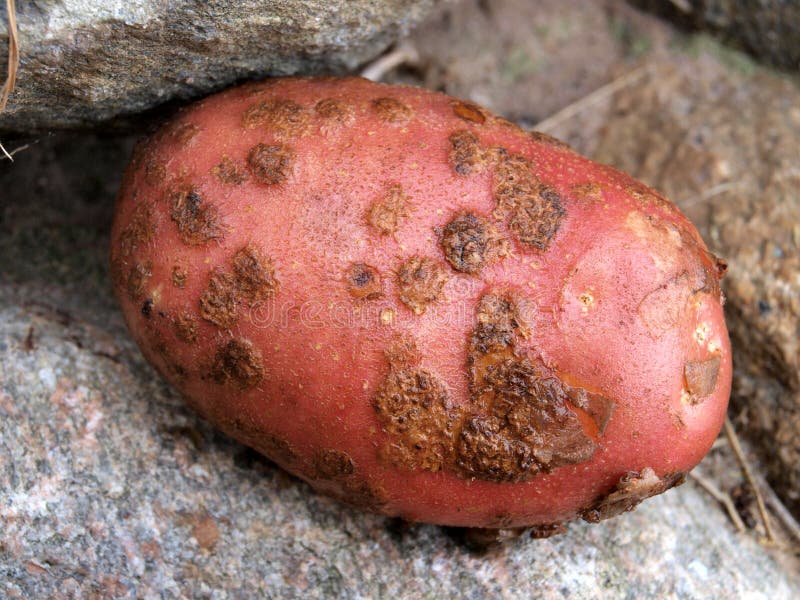 Potato  Common scab 2