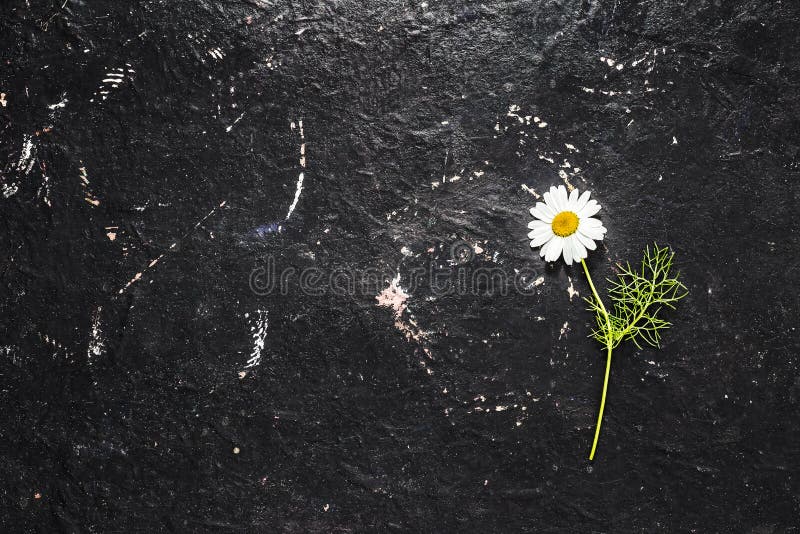 Single White Daisy Flower on Black Texture Background Stock Image