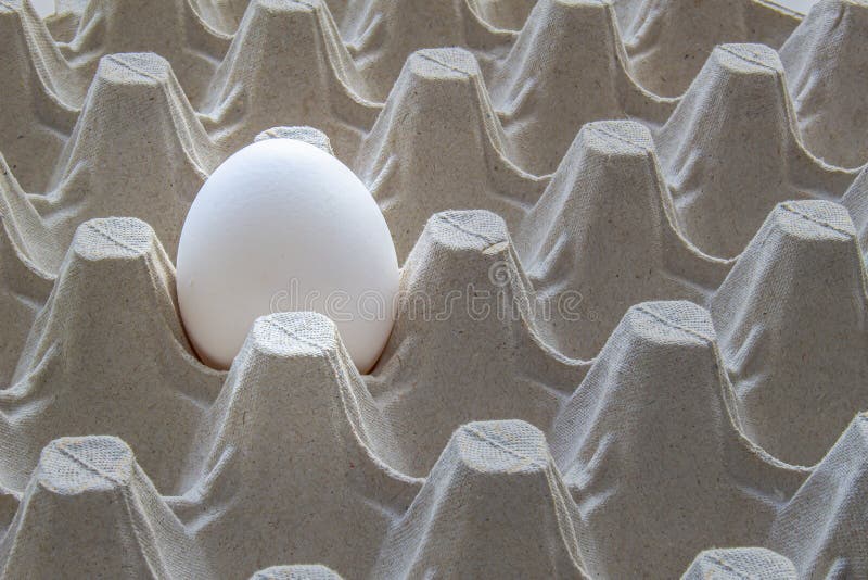 A Single White Egg on a Cardboard Holder. Egg Filler Flats. Eating Egg