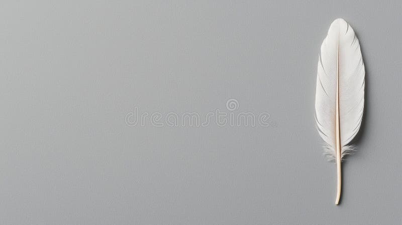 A single white feather with a brown shaft. stock photography