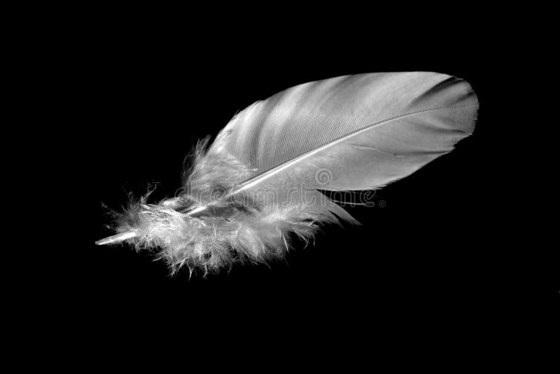 Single white feather 3 stock photo. Image of flying, abstract 96893062