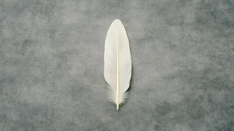 A single white feather on a gray background. royalty free stock image