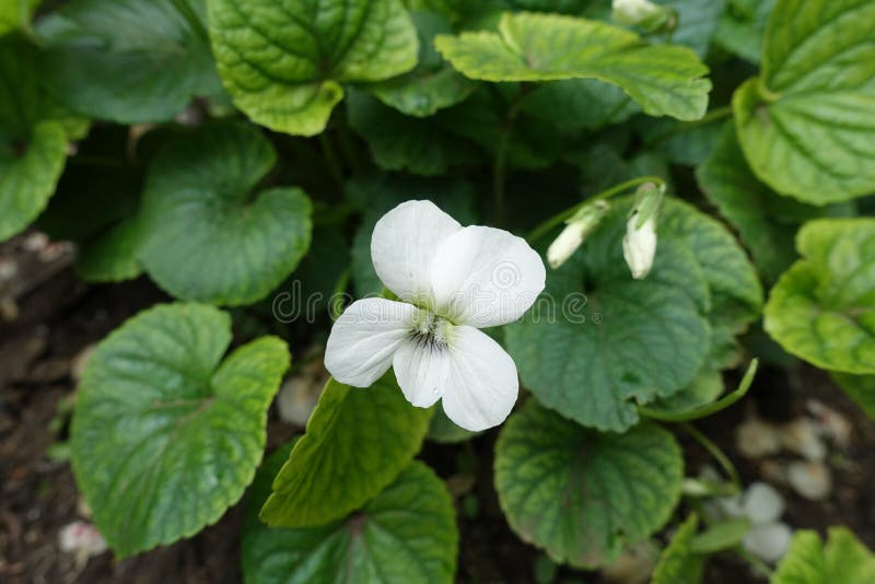 Single White Flower of Viola Sororia Albiflora in May Stock Photo
