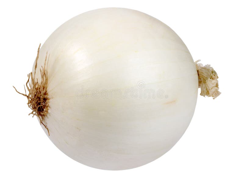 Single a white fresh onion royalty free stock photography