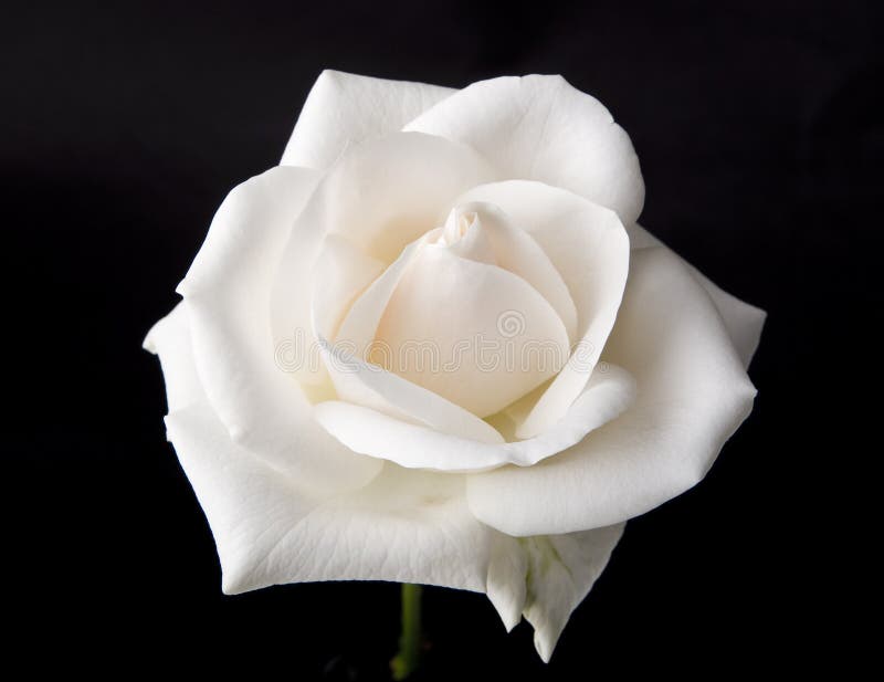 Single White Rose stock photo. Image of petal, blossoming 4448992