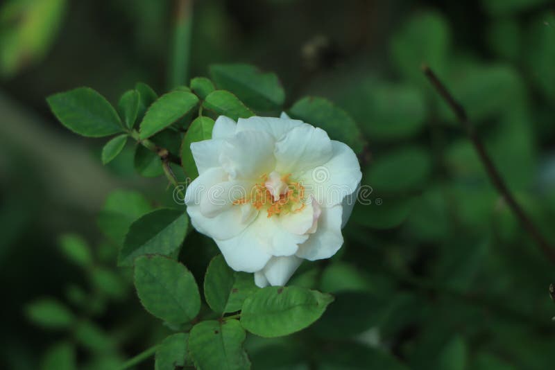 Single White Rose that Have Yellow Pollen and Green Leaves on
