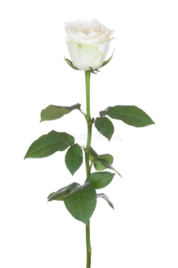 Single white rose.