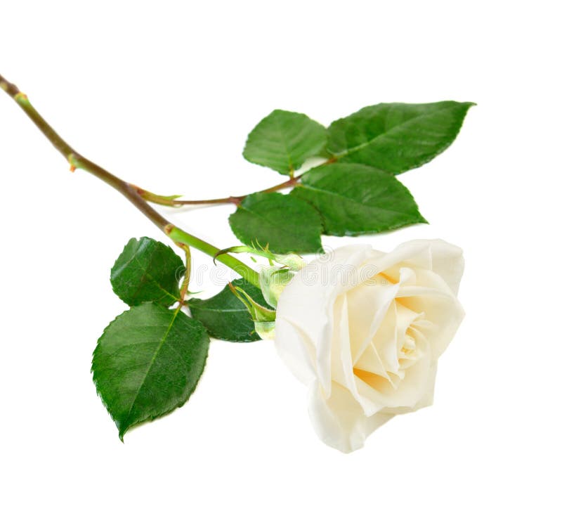 Single white rose stock image. Image of romance, birthday 33859463