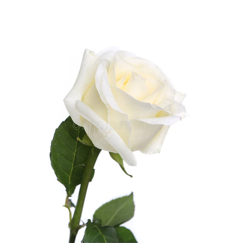 Single White Rose with Leaves and Stem Stock Image Image of beauty