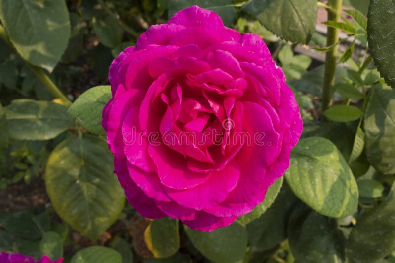 Single White Rose with Red Tipped Petals Growing on a Bush with Green ...