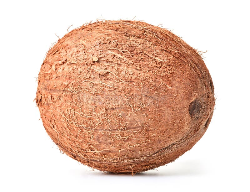 Whole single hairy coconut stock image. Image of tropical 15083929