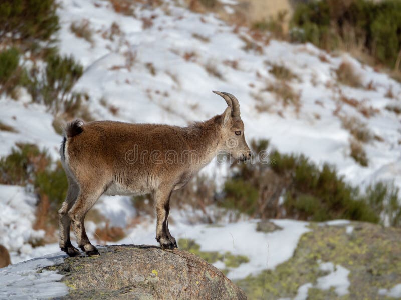 Single Wild Horned Goat Looking Out from Snowy Mountains Stock Image