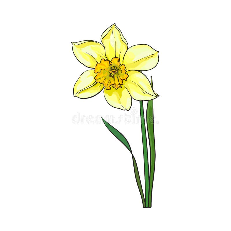 Single Yellow Daffodil, Narcissus Spring Flower with Stem and Leaves ...