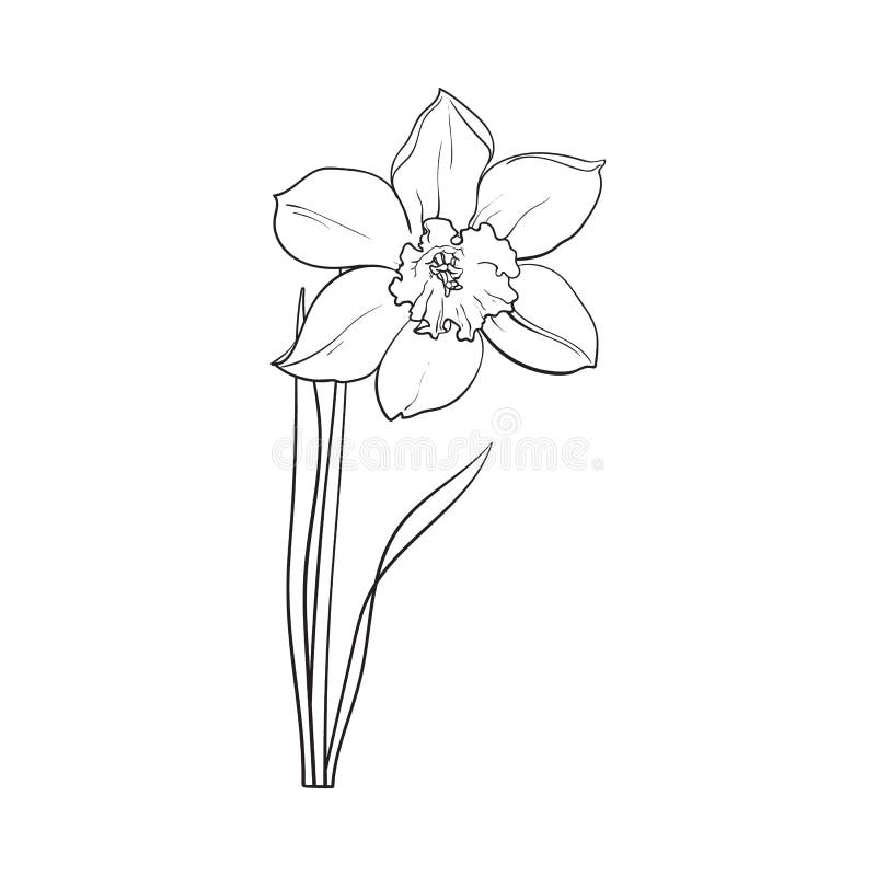 Download Single Yellow Daffodil, Narcissus Spring Flower With Stem ...