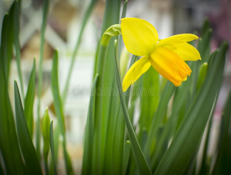 Single yellow daffodil stock photo. Image of interior 38765834