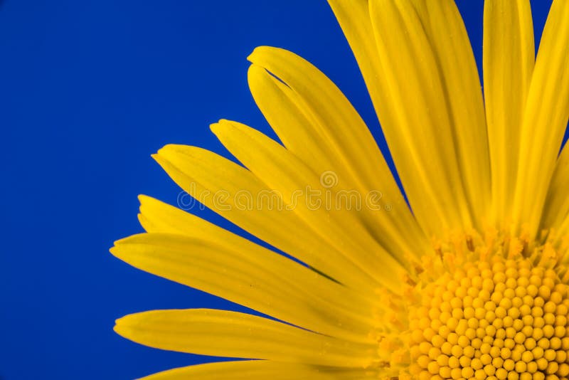 Single Yellow Flower on a Blue Background Stock Photo Image of nature