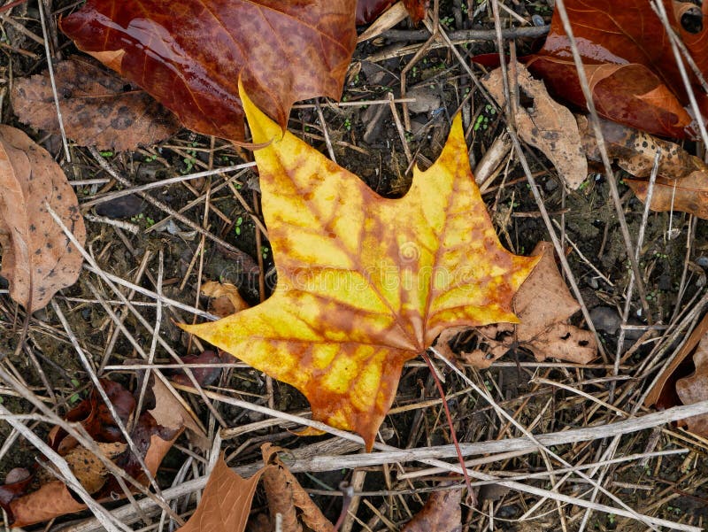 Single Yellow Maple Fall Leaf Laying on the Ground after a Rain Stock ...