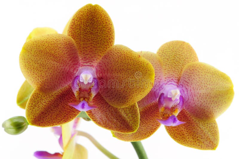 Single yellow orchid with purple spot