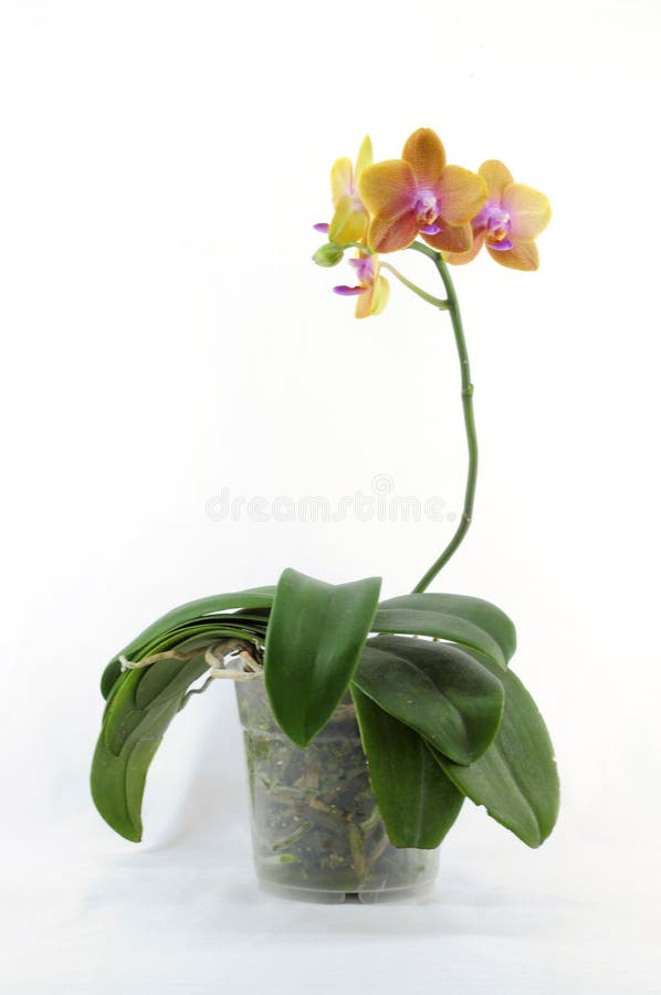 Single yellow orchid with purple spot