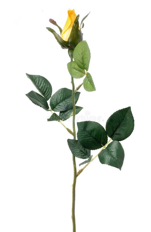 Single yellow Rose on white clear background