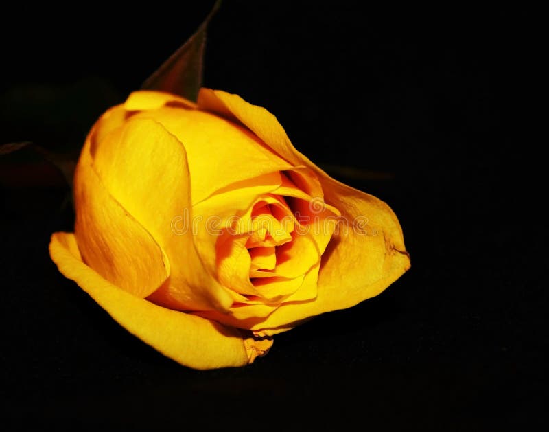 Single Yellow Rose Stock Photo Image 46177669