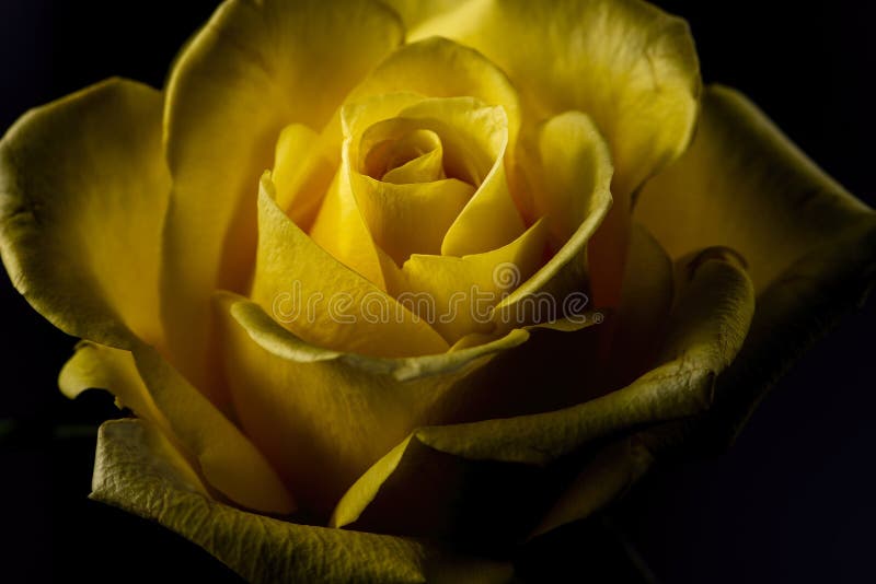 13,607 Single Rose Black Background Stock Photos - Free & Royalty-Free  Stock Photos from Dreamstime