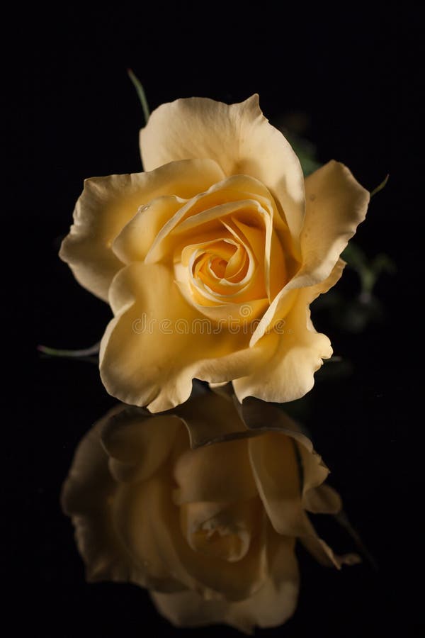 A Single Yellow Rose On A Black Background And Their Reflection Stock