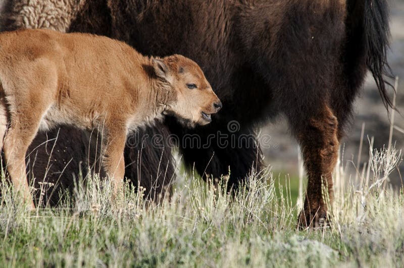 Single young bison buffalo calf standing near its large brown mother