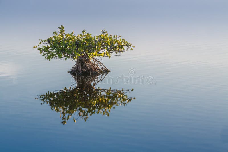 Single young endangered mangrove reflects in calm water